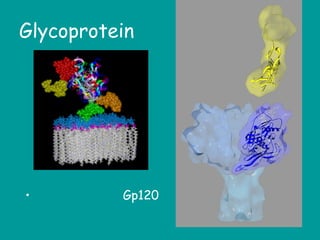 Glycoprotein
• Gp120
 