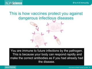 This is how vaccines protect you against dangerous infectious diseases You are immune to future infections by the pathogen.  This is because your body can respond rapidly and make the correct antibodies as if you had already had the disease. 