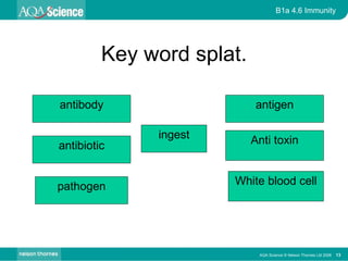 Key word splat. AQA Science © Nelson Thornes Ltd 2006   antibody antigen antibiotic Anti toxin pathogen White blood cell ingest 