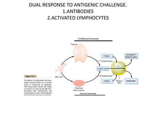 DUAL RESPONSE TO ANTIGENIC CHALLENGE.
1.ANTIBODIES
2.ACTIVATED LYMPHOCYTES
 