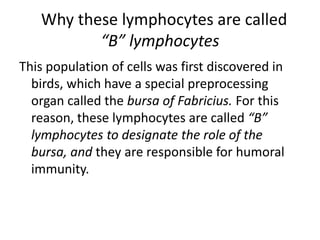 Why these lymphocytes are called
“B” lymphocytes
This population of cells was first discovered in
birds, which have a special preprocessing
organ called the bursa of Fabricius. For this
reason, these lymphocytes are called “B”
lymphocytes to designate the role of the
bursa, and they are responsible for humoral
immunity.
 