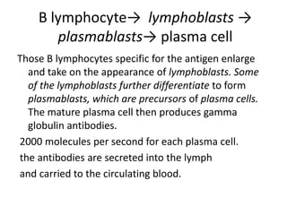 B lymphocyte→ lymphoblasts →
plasmablasts→ plasma cell
Those B lymphocytes specific for the antigen enlarge
and take on the appearance of lymphoblasts. Some
of the lymphoblasts further differentiate to form
plasmablasts, which are precursors of plasma cells.
The mature plasma cell then produces gamma
globulin antibodies.
2000 molecules per second for each plasma cell.
the antibodies are secreted into the lymph
and carried to the circulating blood.
 