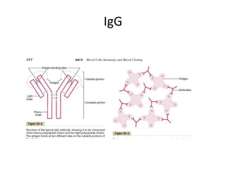 IgG
 