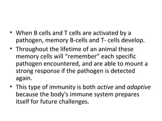 • When B cells and T cells are activated by a
pathogen, memory B-cells and T- cells develop.
• Throughout the lifetime of an animal these
memory cells will “remember” each specific
pathogen encountered, and are able to mount a
strong response if the pathogen is detected
again.
• This type of immunity is both active and adaptive
because the body's immune system prepares
itself for future challenges.
 
