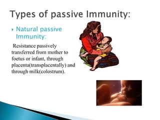  Natural passive
Immunity:
Resistance passively
transferred from mother to
foetus or infant, through
placenta(transplacentally) and
through milk(colostrum).
 