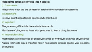 Phagocytic action are divided into 4 stages:
i) Chemotaxis:
Phagocytes reach the site of infection attracted by chemotactic substances
ii) Attachment:
Infective agent gets attached to phagocytic membrane
iii) Ingestion:
Phagoctes engulf the infective material into vacule
Membrane of phagosome fuses with lysosomes to form a phagolysosome.
iv) Intracellular killing:
Most bacteria are destroyed by phagolysosomes by hydrocytic enzymes of lysosomes
Natural killer cells play a important role in non specific defence against viral infections
and tumour.
 