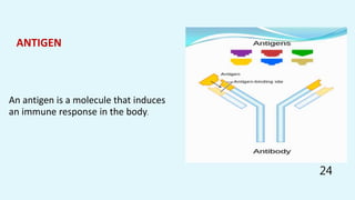 ANTIGEN
An antigen is a molecule that induces
an immune response in the body.
24
 