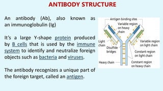 ANTIBODY STRUCTURE
An antibody (Ab), also known as
an immunoglobulin (Ig)
It’s a large Y-shape protein produced
by B cells that is used by the immune
system to identify and neutralize foreign
objects such as bacteria and viruses.
The antibody recognizes a unique part of
the foreign target, called an antigen.
 