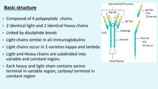 Basic structure
• Composed of 4 polypeptide chains.
• 2 identical light and 2 identical heavy chains
• Linked by disulphide bonds
• Light chains similar in all immunoglobulins
• Light chains occur in 2 varieties kappa and lambda
• Light and Heavy chains are subdivided into
variable and constant region.
• Each heavy and light chain contains amino
terminal in variable region, carboxyl terminal in
constant region
 