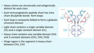 • Heavy chains are structurally and antigenically
distinct for each class
• Each immunoglobulin peptide chain has intra
chain disulphide bonds- form loops
• Each loop is compactly folded to form a globular
structure-domain
• Light chain contains a single variable domain
(VL) and a single constant domain (CL).
• Heavy chain contains one variable domain (VH)
and 3 constant domains (CH1, CH2, CH3)
• Hinge region is the segment in heavy chain -
between CH1, CH2
 