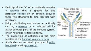 • Each tip of the "Y" of an antibody contains
a paratope that is specific for one
particular epitope on an antigen, allowing
these two structures to bind together with
precision.
• Using this binding mechanism, an antibody
can tag a microbe or an infected cell for
attack by other parts of the immune system,
or can neutralize its target directly.
• The production of antibodies is the main
function of the humoral immune system.
• Antibodies are secreted by a type of white
blood cell called a plasma cell.
 