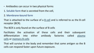• Antibodies can occur in two physical forms
1. Soluble form that is secreted from the cell,
2. Membrane-bound form
That is attached to the surface of a B cell and is referred to as the B cell
receptor (BCR).
The BCR is only found on the surface of B cells
Facilitates the activation of these cells and their subsequent
differentiation into either antibody factories called plasma
cells or memory B cells
That will survive in the body and remember that same antigen so the B
cells can respond faster upon future exposure.
 