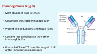 Immunoglobulin G (Ig G)
• Most abundant class in serum
• Constitutes 80% total immunoglobulin
• Present in blood, plasma and tissue fluids
• Contains less carbohydrate than other
immunoglobulins
• It has a half life of 23 days: the longest of all
of the immunoglobulin isotopes
 