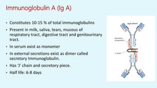Immunoglobulin A (Ig A)
• Constitutes 10-15 % of total immunoglobulins
• Present in milk, saliva, tears, mucous of
respiratory tract, digestive tract and genitourinary
tract.
• In serum exist as monomer
• In external secretions exist as dimer called
secretory Immunoglobulin.
• Has ‘J’ chain and secretory piece.
• Half life: 6-8 days
 