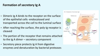 Formation of secretory Ig A
• Dimeric Ig A binds to the receptor on the surface
of the epithelial cells -endocytosed and
transported across the cell to the luminal surface
• After reaching the surface, the poly-Ig receptor is
cleaved
• The portion of the receptor that remains attached
to the Ig A dimer – secretory component
• Secretory piece protects Ig A from digestive
enzymes and denaturation by bacterial proteases
 