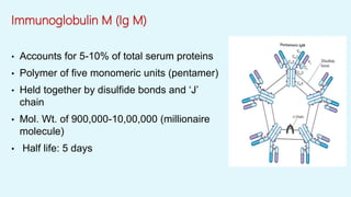 Immunoglobulin M (Ig M)
• Accounts for 5-10% of total serum proteins
• Polymer of five monomeric units (pentamer)
• Held together by disulfide bonds and ‘J’
chain
• Mol. Wt. of 900,000-10,00,000 (millionaire
molecule)
• Half life: 5 days
 