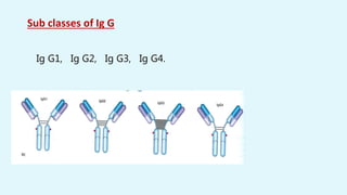 Sub classes of Ig G
Ig G1, Ig G2, Ig G3, Ig G4.
 