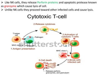 immunity chapter Immunity System and types of immune systems | PDF