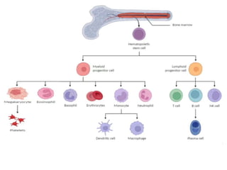 immunity chapter Immunity System and types of immune systems | PDF