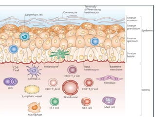 immunity chapter Immunity System and types of immune systems | PDF