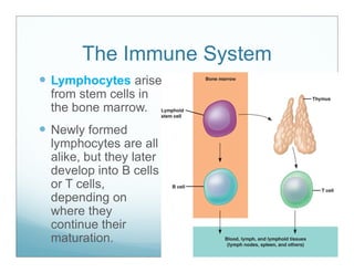 Immunity