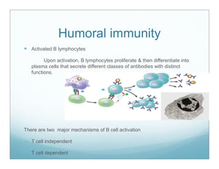 Immunity