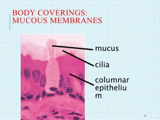 BODY COVERINGS:
MUCOUS MEMBRANES
mucus
cilia
columnar
epitheliu
m
12
 
