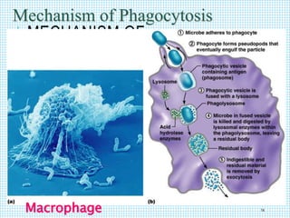 MECHANISM OF
PHAGOCYTOSIS
Mechanism of Phagocytosis
Macrophage 14
 