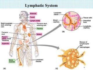 Lymphatic System
15
 