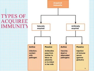 TYPES OF
ACQUIRED
IMMUNITY
19
 
