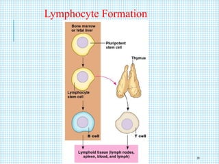 Lymphocyte Formation
25
 
