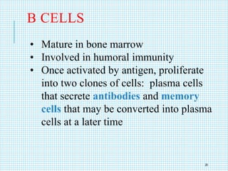 B CELLS
• Mature in bone marrow
• Involved in humoral immunity
• Once activated by antigen, proliferate
into two clones of cells: plasma cells
that secrete antibodies and memory
cells that may be converted into plasma
cells at a later time
26
 