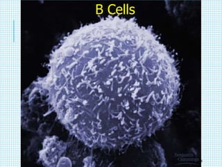 B Cells
28
 