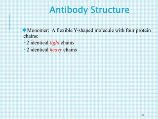 Antibody Structure
Monomer: A flexible Y-shaped molecule with four protein
chains:
 2 identical light chains
 2 identical heavy chains
32
 