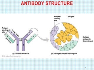 ANTIBODY STRUCTURE
33
 