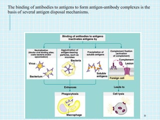 The binding of antibodies to antigens to form antigen-antibody complexes is the
basis of several antigen disposal mechanisms.
35
 