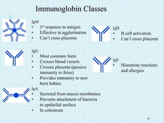 Immunoglobin Classes
IgM
• 1st response to antigen
• Effective in agglutination
• Can’t cross placenta
IgG
• Most common form
• Crosses blood vessels
• Crosses placenta (passive
immunity to fetus)
• Provides immunity to new
born babies
IgA
• Secreted from mucus membranes
• Prevents attachment of bacteria
to epithelial surface
• In colostrum
IgD
• B cell activation
• Can’t cross placenta
IgE
• Histamine reactions
and allergies
36
 