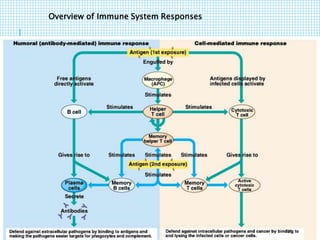Overview of Immune System Responses
37
 