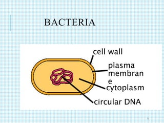 BACTERIA
cell wall
plasma
membran
e
cytoplasm
circular DNA
5
 