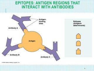 EPITOPES: ANTIGEN REGIONS THAT
INTERACT WITH ANTIBODIES
8
 