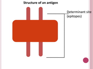 Determinant site
(epitopes)
Structure of an antigen
 
