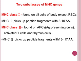 Two subclasses of MHC genes
MHC classⅠ- found on all cells of body except RBCs.
MHC Ⅰ picks up peptide fragments with 8-10 AA.
MHC class Ⅱ- found on APCs(Ag presenting cells),
activated T cells and thymus cells.
-MHC Ⅱ picks up peptide fragments with13- 17 AA.
 