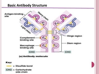 Basic Antibody Structure
 