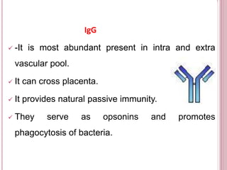 IgG
 -It is most abundant present in intra and extra
vascular pool.
 It can cross placenta.
 It provides natural passive immunity.
 They serve as opsonins and promotes
phagocytosis of bacteria.
 