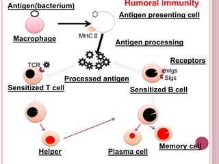 v
Antigen(bacterium)
Macrophage MHCⅡ
Antigen presenting cell
Antigen processing
TCR
Sensitized T cell
Processed antigen Slgs
mlgs
Sensitized B cell
Receptors
Blast cell
Helper Plasma cell
Memory cell
Humoral immunity
 