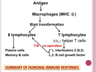 Antigen
Macrophages (MHC Ⅱ)
Blast transformation
B lymphocytes T lymphocytes
(CD4 ) helper T cells
T-B co-operation
Plasma cells 1. interleukins 2 (IL2)
Memory B cells 2. B cell growth factor
 