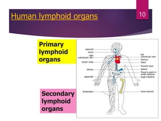 Human lymphoid organs
Primary
lymphoid
organs
Secondary
lymphoid
organs
10
 