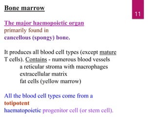 Bone marrow
The major haemopoietic organ
primarily found in
cancellous (spongy) bone.
It produces all blood cell types (except mature
T cells). Contains - numerous blood vessels
a reticular stroma with macrophages
extracellular matrix
fat cells (yellow marrow)
All the blood cell types come from a
totipotent
haematopoietic progenitor cell (or stem cell).
11
 