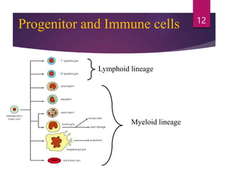 Lymphoid lineage
Myeloid lineage
12
Progenitor and Immune cells
 