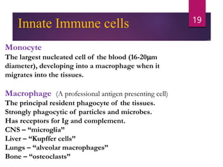 Monocyte
The largest nucleated cell of the blood (16-20mm
diameter), developing into a macrophage when it
migrates into the tissues.
Macrophage (A professional antigen presenting cell)
The principal resident phagocyte of the tissues.
Strongly phagocytic of particles and microbes.
Has receptors for Ig and complement.
CNS – “microglia”
Liver – “Kupffer cells”
Lungs – “alveolar macrophages”
Bone – “osteoclasts”
19
Innate Immune cells
 